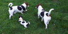 Jack russell Kr�sn� prav� �ern� / b�l� pes. Na�e �t���tka se rod� v na�em dom� a jsou pozorn� sledov�na. Vid� je n� veterin�� ve v�ku 3�4 dny, aby si nechali zkontrolovat zdravotn� stav, �t��ata p�ich�zej� s aktu�ln�m zdravotn�m z�znamem