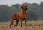 Rhodesian Ridgeback �t��ata