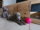 Vynikaj�c� rodina zvedla �t��ata WEIMARANER pr�v� v�as pro p�ijet�! Ocasy ukotven�, rosy dr�py odstran�ny. Vet zkontroloval, od�ervil a dal prvn� r�ny. Tyto d�ti p�kn� zapadaj� do va�� pun�ochy a hledaj� nav�dy rodinu.
