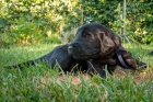 Flat Coated retriever-voln� pejsci