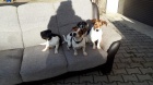 BRILLIANT JACK RUSSELL TERRIER �T���TKA TAK� P�IPRAVENO NA P�IJET�