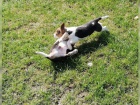 beagle �t��ata pro. M�me k dispozici d�vku a chlapce a oba rodi�e jsou vid�t. �t��ata maj� r�zn� ozna�en�, tak�e je t�eba je vid�t.