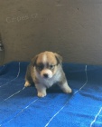 m�me Pembroke Welsh Corgi �istokrevn� �t���tka p�ipraven� na velk� domy. Rodi�e jsou velmi zdrav� a �t��ata tak�. M�me samce a samice