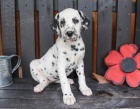 Purebred Dalmatin �t��ata k dispozici a p�ipraveni j�t na jejich foreverhomes. oni jsou aktu�ln� na Vet kontrolovan� a od�erven�. Jsou z velk�ch pokrevn�ch lini�,
