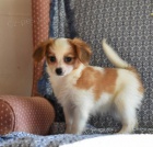 Papillon �t��ata vzk��sen� v na�em dom�. Dob�e socializovan� s d�tmi a dal��mi dom�c�mi mazl��ky. Veterin�rn� zkou�ky, od�erven� a prvn� vakc�ny. St�tn� zdravotn� osv�d�en� s ka�d�m �t���tkem.