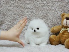 ��lek pomeranian, �e jsem pro p�ijet�. Jsou tak mali�k�, ve 12 t�dnech se st�le vejdou do dlan� m� ruky. Maj� grafy, kter� maj� b�t p�ibli�n� 3,5 lb p�i pln�m r�stu. Maj� to n�dhern�, siln�