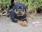 Energick� �t���tka Rottweiler pro velk� domy. jsou dobr� s d�tmi a dal��mi dom�c�mi mazl��ky.