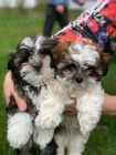 �t��ata Shih Tzu, �istokrevn� plemeno Nyn� m�me samce a samici. Maj� jeden l�ka�sk� z�znam, o�kov�n� je aktu�ln�. Byl bych V�m vd��n�, kdybyste se se mnou spojili (co nejd��ve). informace