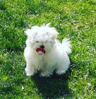 Zdrav� ��lek maltsk� �t��ata k dispozici