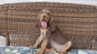�t��ata bloodhound dostupn� pro nov� domovy