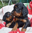 gordonsetr �t��ata Pro nov� domovy Dom�c� �t���tka. M�m 2 rozko�n� registrovan� pudl�ky Toy, jsou aktu�ln� s v�st�ely a od�erven� jejich ocasy byly doced a dewflaws odstran�ny. V�ce informac� o p�ijet�