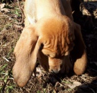 tosa inu  �t��ata k dispozici, pokud se d�v�te, �e maj� prvn� sn�mky maj� tak� velmi miluj�c� a hrav� p�ich�zej� dom� s jejich zdravotn� z�znam m�kk� posteli hra�ka mal� pytel potravin pro v�ce informac�