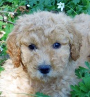 �t���tka Toy Pudla. . M�ma je 7lb a t�ta je 6 1 / 2lb. Rodi�e jsou geneticky testov�ni nebo o�i�t�ni rodi�i