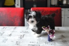 �t��ata havanese jsou k dispozici