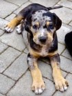 Louisi�nsk� leopard� pes Catahoula