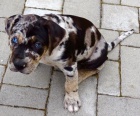 Louisi�nsk� leopard� pes Catahoula