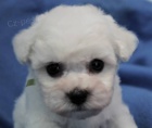 Bi�onek - Bichon Fris�