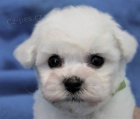 Bi�onek - Bichon Fris�