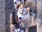 Sibi�sk� Husky �t��ata chovatelsk� stanice