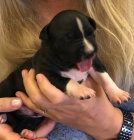 AST s PP prod�m �erno-b�l� �t���tka