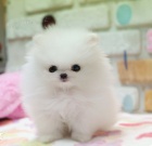 Roztomil� POMERANIAN �tenata Pro Prijet� Zdarma