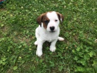 Pejsek Jack Russell Teri�r