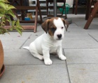 Pejsek Jack Russell Teri�r