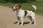 Pejsek Jack Russell Teri�r