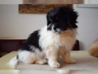 zdrav� t���tka Tibet Spaniel pro p�ijet�