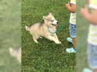 Sibi�sk� husky �t��ata s pap�rem