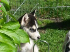 Sibi�sk� husky �t��ata s pap�rem