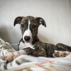 Avazak �t��ata, v�born� loveck� plemena p�ipraven� k nast�hov�n� do nov�ch domov�, mu�i i �eny k dispozici, pros�m, kontaktujte n�s pro v�ce informac� a fotografi�