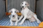 whippet mu� a �ena   �t��ata p�ipraveni j�t co nejd��ve do nov�ch domov�.