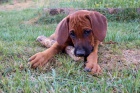 RHod�sk� Ridgeback s PP - ji� k odb�ru