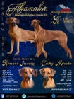 RHod�sk� Ridgeback s PP - ji� k odb�ru