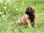zdrav� �t���tka Leonberger teri�r pro p�ijet�