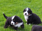 �t��ata bernsk� sala�nick� pes pln� z�bavy a zdrav�, brzy pot�ebuj� nov� rodi�e, NEN� NA PRODEJ ,