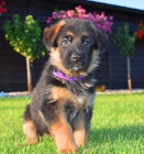 Prod�m �t��ata n�meck�ho ov��ka