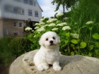 Miluj�c� Bichon Frize �t��ata p�ipravena pro nov� domovy