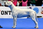 Argentinsk� doga (Dogo Argentino) - �t��ata
