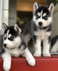 Husky �t��ata bez PP.