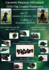 �t��ata Flat coated retrievera s PP