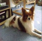 Dne 11.4. se ztratil v Ostrav� Porub�