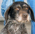 Ztracen� fene�ka Piedad