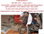 Ztratil se ��han� greyhound Matt