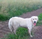 Ztratila se fena zlat�ho retr�vra