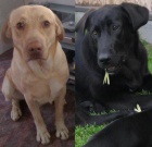 Ztratili se dva retr�v�i ! 