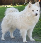 ZTRACEN� N�MECK� �PIC