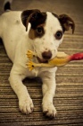 Ztratilo se �t�n� Jack Russel terier