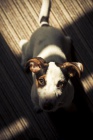 Ztratilo se �t�n� Jack Russel terier